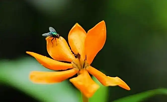 JVSpin casino 7c0df7